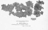 Xanthoria parietina image
